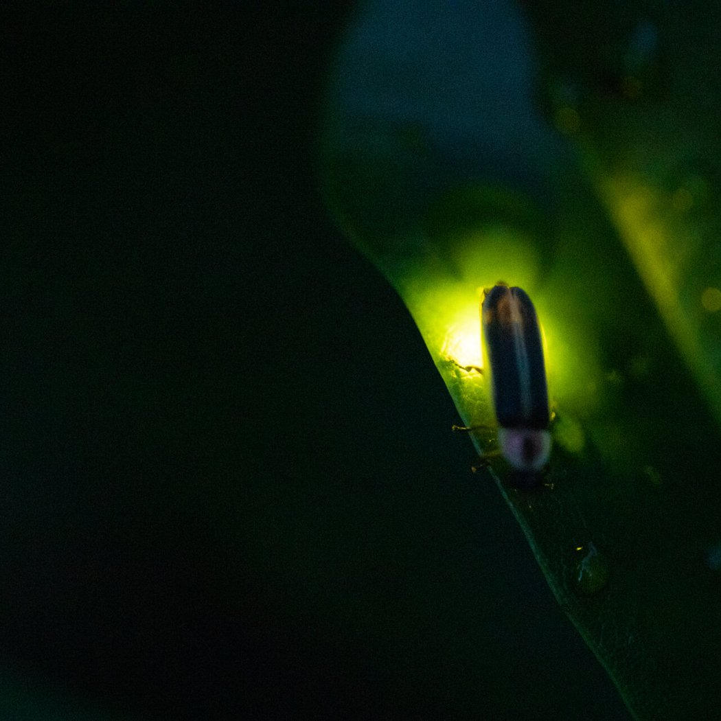 Firefly Safari 1